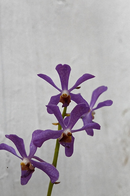 Kandy-Botanical garden-086